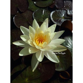 Cây hoa súng Thái Lan màu vàng trắng Đ-03