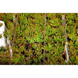 SEN ĐÁ ỐNG ĐIẾU CỔ THỤ MINI
