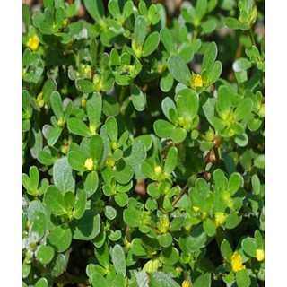 Hạt giống Rau Sam