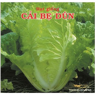 Hạt giống cải bẹ dún PN