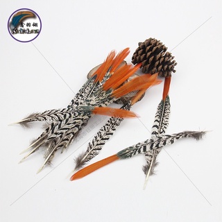 Lông chim trĩ đỏ đầu dài 5-10cm