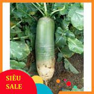 Gói 5 gr giống củ cải đường xanh  TẾT KHUYẾN MẠI