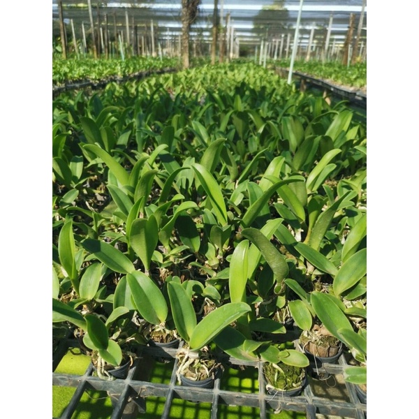 TNX35 - Lan Cattleya Vàng Chớp Đỏ - Village Chief Rose - Cây Con