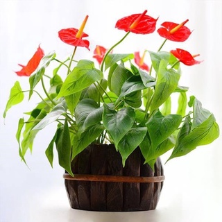 Chậu mềm hồng môn để bàn