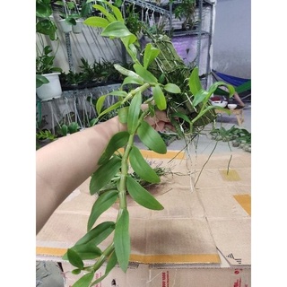 Lan trầm tím ghép gỗ