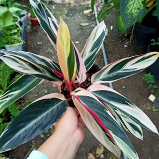 Calathea triostar - Chuối hoàng yến - ship toàn quốc