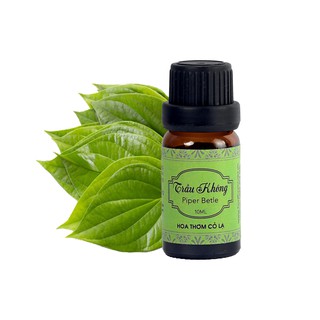 Tinh Dầu Trầu Không - Piper Betle Essential Oil