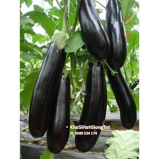 Gói 50 Hạt Giống Cà Tím Dài F1