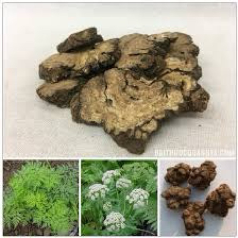 XUYÊN KHUNG THÁI LÁT loại 1