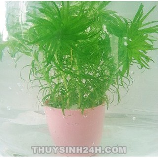 TONIA - thái dương thảo -(12 nhánh)