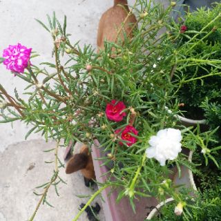 Hoa 10h 10 Màu_ Mười giờ TP.HCM
