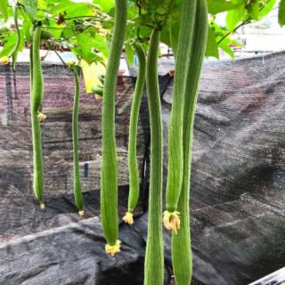 MƯỚP SIÊU DÀI THÁI 2M