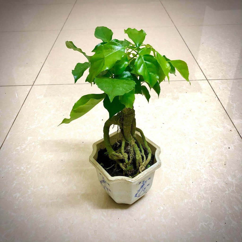 Cây hạnh phúc bonsai - THẾ GIỚI HOA CÂY CẢNH - cao 25-30cm.