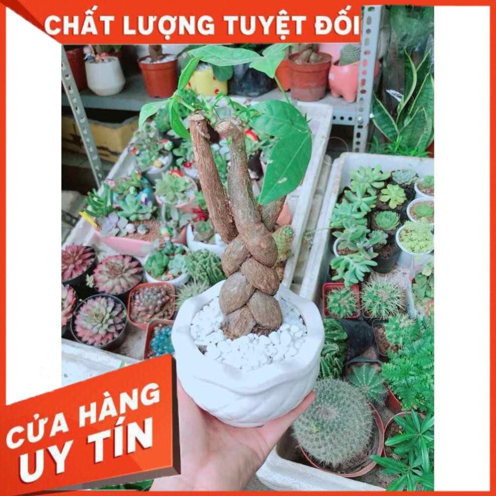 Chậu Kim Ngân 3 Thân Nhiều Người Mua