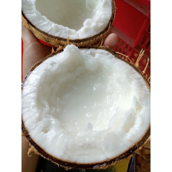 Dừa sáp lỏng đặc sản cầu kè trà vinh