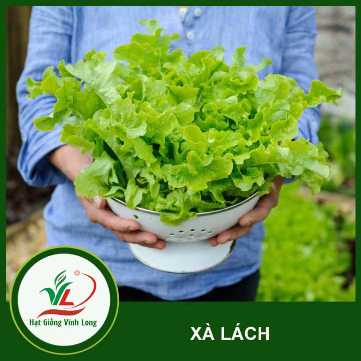 Hạt giống rau Xà lách TN 591