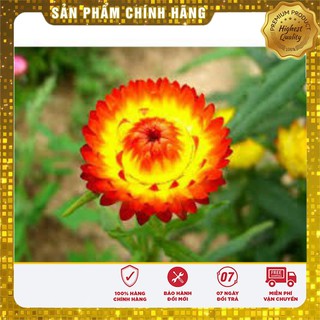 Hạt Giống Hoa Cúc Bất Tử(50 hạt)
