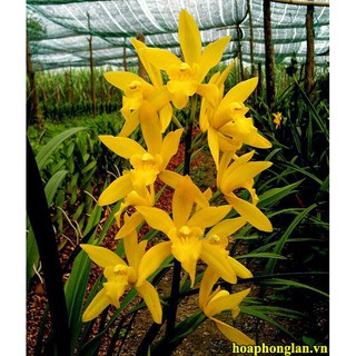Combo 2 chậu ĐỊA LAN HƯƠNG CAT CÁT- huongcatcat - dlc