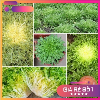Hạt giống xà lách san hô - nhập khẩu nguyên bao bì goi 1200 hạt giống - HGNK