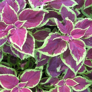 Hạt giống hoa tía tô tây (cây lá gấm) Mix nhiều màu gói 50 hạt xuất xứ Đức