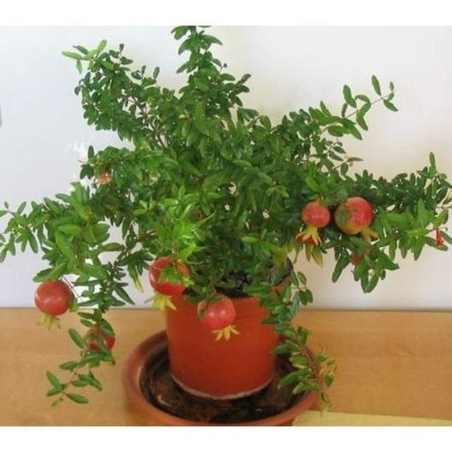 Hạt giống Lựu đỏ lùn