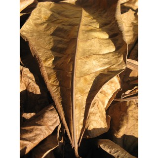 Lá bàng khô rụng tự nhiên cho cá cảnh