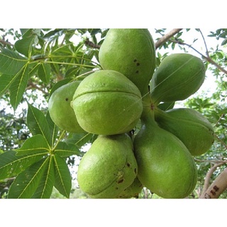 Cây giống trôm lấy mủ