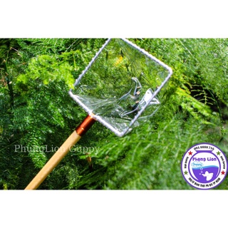 Vợt Cá Betta Guppy ( Vợt Giữ Nước )