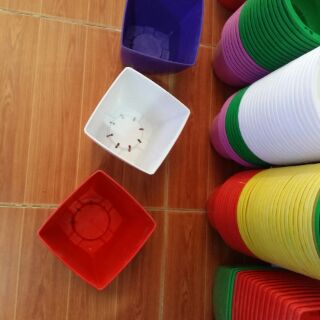 10 chậu vuông cỡ to 16cm