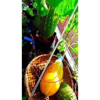 Hạt giống dưa thái thơm