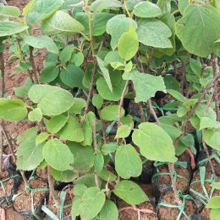 Cây giống kiwi ruột vàng