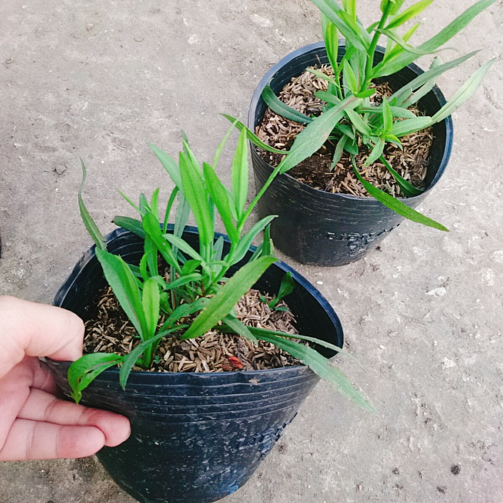 Cây Hoa Thạch Thảo  - cây cảnh để bàn