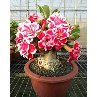 Hoa Sứ Thái - Hoa sứ nhà nàng