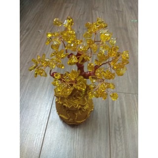 Cây tài lộc may mắn