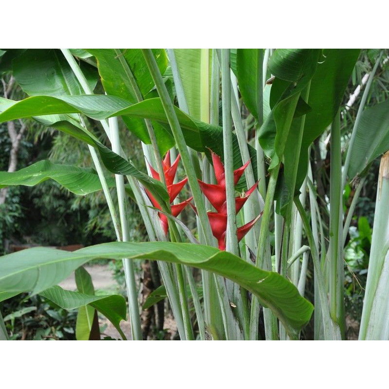 Chuối Phao chỉ thiên