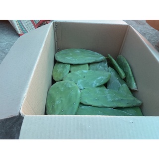Comple 5 kg xương rồng tai thỏ