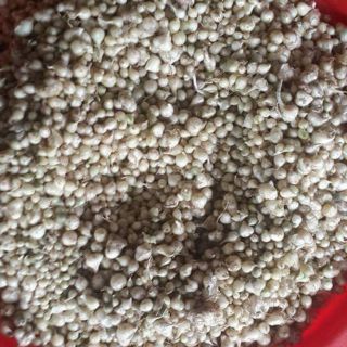 (chuyên sỉ) 1kg hành tăm ta (củ nén)Nghệ An