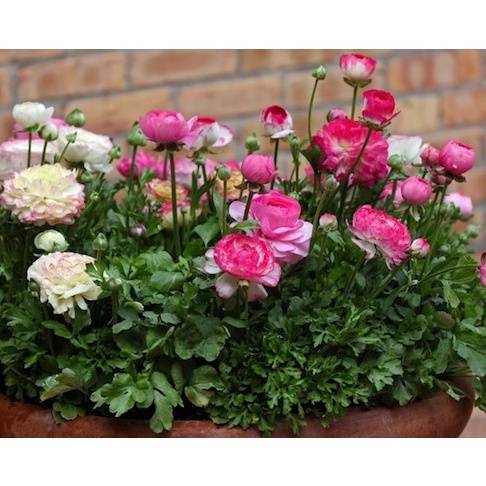 Hạt giống Hồng Ri Ba Tư F1 Sakata Nhật Bản Mix Màu - 10 hạt - Cam kết nảy mầm ( ảnh thật)