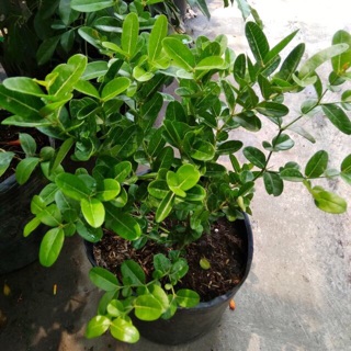 Cây si rô ăn quả