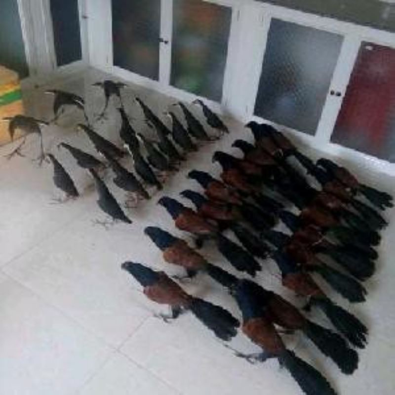 1 con bịp giả bơm keo 2021 hàng chất lượng, dùng để đánh chung với mẹt