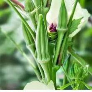 Hạt giống đậu bắp