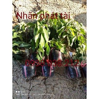 CÂY GIỐNG NHÃN PHÁT TÀI