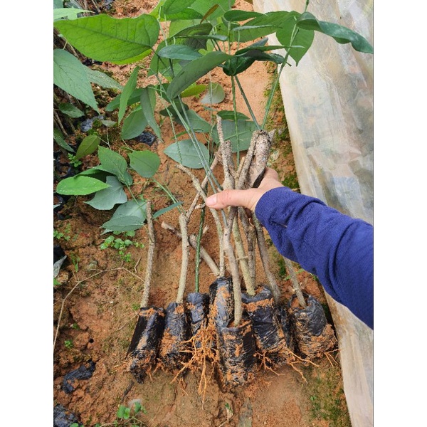 Cây giống rau bò khai