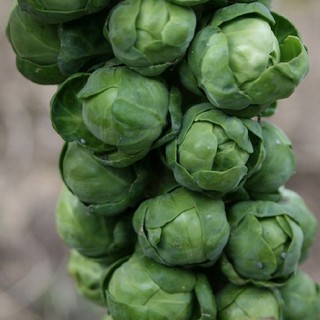Hạt giống Bắp cải thân gỗ mini Long Island Improved Brussels Sprout