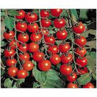 Hạt giổng cà chua bi chuỗi ngọc LUCKY SEEDS F1 30 hạt