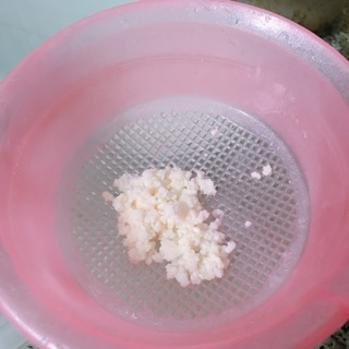 Nấm Sữa Tây Tạng - Nấm Sữa Kefir - Rây Nhựa Rosabeli