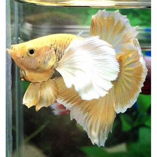 Betta dumbo dứa 1 bé trống .tặng thức ăn