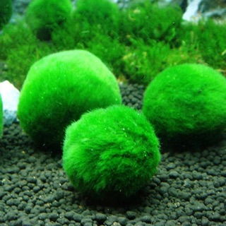 TẢO CẦU MAY MẮN NHẬT BẢN | MOSS BALL| TẢO CẦU RÊU DỄ CHĂM KHÔNG CẦN CO2