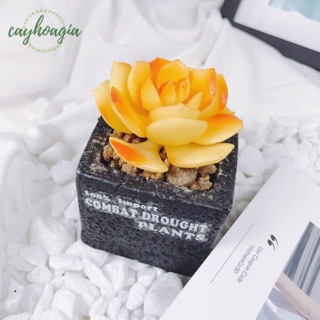 Cây giả - Chậu sen đá hoa vàng cắm sẵn MSOL