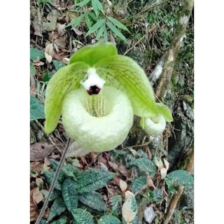 Lan hài giáp rất đẹp